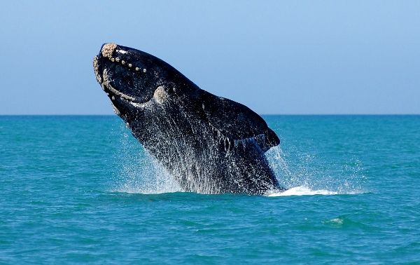 Photograph of a Southern Right Whale breaching the water off the Whale Coast of South Africa